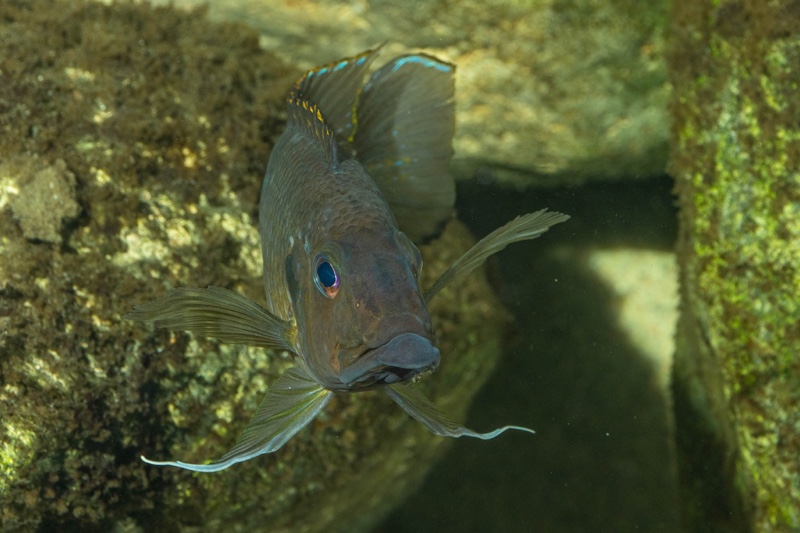 Gnathochromis permaxillaris 'Chituta Bay'